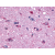 Immunohistochemical staining of Brain using anti- MCHR1 antibody SP4317P