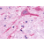 Immunohistochemical staining of Brain (Neurons) using anti- MCHR2 antibody SP4319P