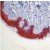 Formalin-fixed, paraffin-embedded human skin stained with AM00494PU-N using peroxidase-conjugate and AEC chromogen. Note cytoplasmic staining of epidermis.