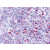 Immunohistochemical staining of Spleen (Red pulp) using anti- LTB4R antibody SP4366P after heat-induced antigen retrieval.