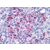 Immunohistochemical staining of Spleen (Red pulp) using anti- LTB4R antibody SP4367P
