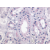 Figure 1. Immunohistochemical staining of Kidney using anti-GPR23 antibody SP4378P.