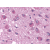 Immunohistochemical staining of Brain using anti- PPYR1 antibody SP4421P