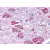 Immunohistochemical staining of Brain using anti- PPYR1 antibody SP4422P