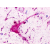 Immunohistochemical staining of Brain (Neurons and glia) using anti- P2RY1 antibody SP4481P