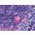 Immunohistochemical staining of Thymus using anti- P2RY5 antibody SP4555P