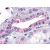 Immunohistochemical staining of Kidney using anti- OXGR1 antibody SP4557P