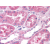Immunohistochemical staining of Kidney using anti- OXGR1 antibody SP4558P