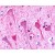 Immunohistochemical staining of Brain (Neurons and glia) using anti- P2RY8 antibody SP4613P