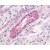 Immunohistochemical staining of Kidney using anti- GPR23 antibody SP4619P