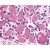 SP4688P HTR1D antibody staining of Formalin-Fixed, Paraffin-Embedded Spinal cord (Dorsal root ganglion).