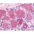 Immunohistochemical staining of Spinal cord (Dorsal root ganglion) using anti- HTR1D antibody SP4690P