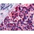 Immunohistochemical staining of Parathyroid using anti-Calcitonin receptor antibody SP4702P
