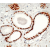 Formalin fixed paraffin embedded human prostate stained with Androgen Receptor antibody DM245