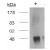 10 times concentrated supernatant of porcine endothelial cells. + puromycin, - no puromycin (thanks to Patrick Zani, Institut für Biochemie, Münster)