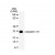Western blot analysis for Caspase-14 using antibody SM7010P at 2 µg/ml dilution against 10 µg of mouse spleen cell lysate