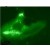 Immunolocalization of c-Myc in transfected mammalian cells using SP5385P