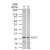Figure 1. Western blot analysis of SOCS1 antibody using SP7094P at 1/1000 dilution against 15 µg/lane of Ramos (A) and Raw (B) cell lysate

