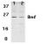 Western blot analysis of Bmf expression in human HepG2 (lane 1) and 293 (lane 2) cell lysates with SP1414P .