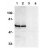 Western blot analysis of SODD in HeLa (1,3) and THP-1 (2,4) whole cell lysates in the
absence (1,2) or presence (3,4) of blocking peptide with SP1301.