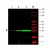 Western blot of GFP recombinant protein detected with monoclonal anti-GFP antibody. GFP recombinant protein was expressed in HeLa cells, where 50 ng (lane 1), 100 ng (lane 2) and 500 ng (lane 3) of lysate were loaded per lane. Anti-GFP detects a 27 kDa band corresponding to the epitope tag GFP. The cell lysates were prepared in a RIPA buffer containing 200 mM NaCl. A 4-12% Bis-Tris gradient gel was used for SDS-PAGE. The protein was transferred to nitrocellulose using standard methods. After blocking with 5% BLOTTO in PBS, the membrane was probed with the primary antibody diluted to 1.0 μg/ml for 1 h at room temperature followed by washes and reaction with a 1:2,500 dilution of IRDye® 800 conjugated Goat-a-Mouse IgG [H&L]IRDye® 800 fluorescence image was captured using the Odyssey® Infrared Imaging System developed by LI-COR. IRDye is a trademark of LI-COR, Inc. Other detection systems will yield similar results.