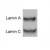 Figure 1 shows a Western blot of lamin A/C from HeLa cell extract using SM5157.