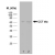 Western blot analysis of HeLa whole cell lysate (lane 1) and HeLa heat stressed whole cell lysate (lane 2) probed with rat anti CCT Eta Cat.-No. SM2019P followed by F(ab')2 rabbit anti rat IgG:HRP (Cat.No. SP1021HRP).
