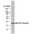 Western blot analysis of GST ubiquitin recombinant protein probed with MOUSE ANTI GST:BIOTIN (SM1690B) followed by STREPTAVIDIN: HRP