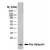 Western blot analysis of His-Ubiquitin recombinant protein probed with MOUSE ANTI HISTIDINE TAG:HRP (SM1693HRP).