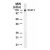 Western blot analysis of STAT2 on 10 µg/lane Jurkat cell lysate using SP7181P.