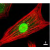 Immunofluorescence Microscopy: R1464 AKT antibody was used at 1/80 dilution to stain cultured neonatal Rat cardiomyocytes that express a nuclear-targeted AKT construct. Anti-AKT staining appears green. Actin filaments are labeled red using a Texas-red conjugated phalloidin.