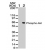 Western blot analysis of Akt1 using IMG-187 at 2 µg/ml dilution against 10 ug/lane of untreated (lane 1) and PDGF treated (lane 2) NIH-3T3 lysate.