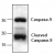 Western blot analysis of Caspase 9 with rat kidney tissue lysate.