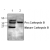 Western blot analysis of Cathepsin B with Jurkat cell (Lane 1) and mouse small intestine tissue (Lane 2) lysate.