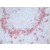 Figure 1. Immunohistochemistry on frozen sections using monoclonal antibody BM4118.