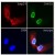 Figure 1. Immunofluorescence of human dermal fibroblasts stained with Lamin A/C antibody (BM4504).