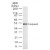Western blot analysis for human Caspase-2 using SM7011 at 1:1000 on 20 ugs of HL60 whole cell lysate.