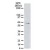 Western blot analysis of BCG Hsp65, probed with SM7035P.