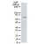 Western blot analysis of Hsp71 protein, probed with SM7036P.

