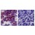 IHC analysis of TLR2 in paraffin-embedded human spleen tissue using SM7100P (left) and isotype control (right).