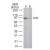 Western blot analysis of TLR5 in A) Ramos and B) Raw cell lysate using SM7103P at 2 µg/ml.