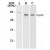 Western blot analysis of purified human Hsp60 protein (1), HeLa (2) and mouse L929 (3) cell lysates probed with SM7117P.