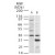 Western blot detection of Caspase-2-cv in (A) untreated and (B) 24 hour etoposide-treated HL-60 cell lysate using SP7033 at 1:500 dilution.
