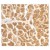 Figure 1. Immunohistochemical staining of human heart tissue using anti-CX3CR1 (NT) at 2 µg/ml.
