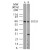 Western blot analysis for SOCS5 using SP7095P at 1:500 dilution against 15 µg/lane of mouse spleen (lane A) and human spleen (lane B) lysates.
 
 
