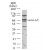 Western blot analysis of human Lamin A/C in 15 ugs of HeLa cell lysate using SP7104 at 1:1000 dilution.