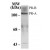 Western Blot of T47D cell lysate specific for the human progesterone receptor phosphorylated at Ser294. As shown in Clemm, et al. (2000), cited below, the antibody specifically reacts with the progesterone receptor phosphorylated at Ser294 in T47D cells.

