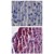 Immunohistochemical analysis of TLR2 in paraffin-embedded formalin-fixed mouse pancreas tissue using an isotype control (top) and SP7193P (bottom) at 5 µg/ml.