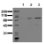 Phosphospecificity Whole cell extracts of control (1), EGF stimulated (2) or pervanadate treated (3) A549 tumor cells were applied to SDS-PAGE (ca 20.000 cells per lane) and transferred to a PVDF membrane. The immunoblot was probed with mab STAT1-12C5 (0.5 µg/ ml) for 1h at RT and developed by ECL (exp. time: 30 sec).