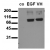 Phosphospecificity Whole cell extracts of control (co), EGF stimulated (EGF) or pervanadate treated (VH) HEPG2 tumor cells were applied to SDS-PAGE (ca 20.000 cells per lane) and transferred to a PVDF membrane. The immunoblot was probed with mab STAT3-9E12 (0.5 µg/ ml) for 1h at RT and developed by ECL (exp. time: 30 sec).